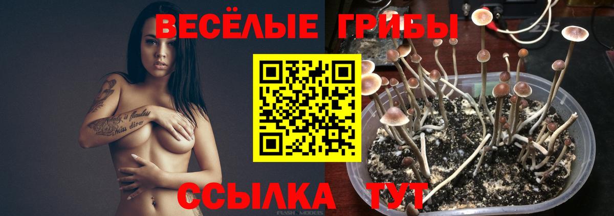 Псилоцибиновые грибы Psilocybe Коркино